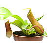 Рослина хижак Непентес Алата AlienPlants Nepenthes Alata Рослини (SUN005CP)
