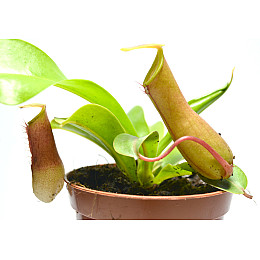 Рослина хижак Непентес Алата AlienPlants Nepenthes Alata Рослини (SUN005CP)