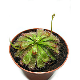 Рослина хижак Росянка Алісія AlienPlants Drosera Aliciae М 9 см Рослини (SUN0012CP)