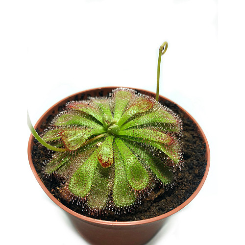 Рослина хижак Росянка Алісія AlienPlants Drosera Aliciae М 9 см Рослини (SUN0012CP)