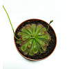 Рослина хижак Росянка Алісія AlienPlants Drosera Aliciae М 9 см Рослини (SUN0012CP)