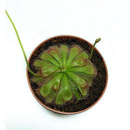 Рослина хижак Росянка Алісія AlienPlants Drosera Aliciae М 9 см Рослини (SUN0012CP)