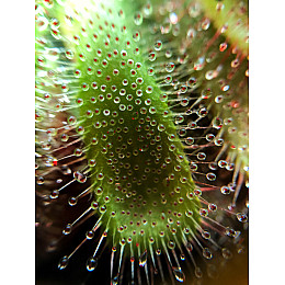 Рослина хижак Росянка Алісія AlienPlants Drosera Aliciae М 9 см Рослини (SUN0012CP)