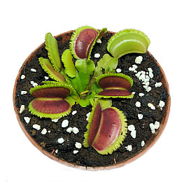 Рослини Хижаки Венерина мухоловка Дентата AlienPlants Dionaea muscipula Dentate M Plants (SUN0018CP)