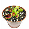 Рослини Хижаки Венерина мухоловка Дентата AlienPlants Dionaea muscipula Dentate M Plants (SUN0018CP)