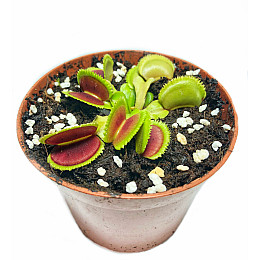 Рослини Хижаки Венерина мухоловка Дентата AlienPlants Dionaea muscipula Dentate M Plants (SUN0018CP)