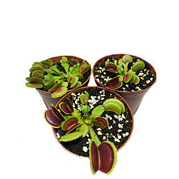 Рослини Хижаки Венерина мухоловка Дентата AlienPlants Dionaea muscipula Dentate M Plants (SUN0018CP)