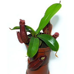 Рослина хижак Непентес Кривава Мері AlienPlants Nepenthes Bloody Merry Plants