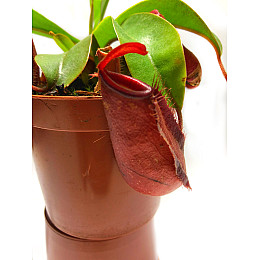 Рослина хижак Непентес Кривава Мері AlienPlants Nepenthes Bloody Merry Plants