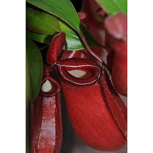 Растение хищник Непентес Кровавая Мэри AlienPlants Nepenthes Bloody Merry Plants