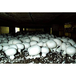 Мицелій Шампіньйона 1 кг (hub_xgsm98831)