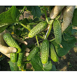 Семена огурца Насіння Країни Артист F1 5 шт