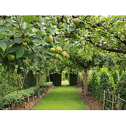 Фунгіцид Sumi Agro Топсин-М 25 г