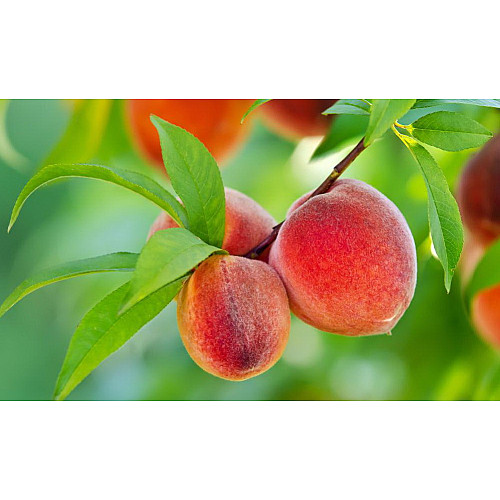 Фунгіцид Protect Garden Магнікур Сенсейшен 3,5 мл (1766696941)