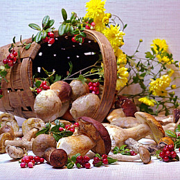 Активатор роста мицелия Насіння країни 40 г