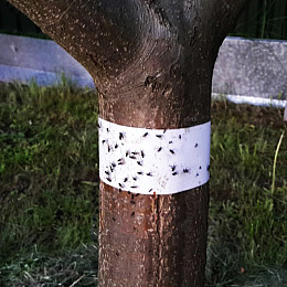 Липкий пояс для деревів Agromaxi 5 м