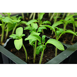 Кокосовий субстрат Насіння країни Трейд Квітка розпушений 1,5 л