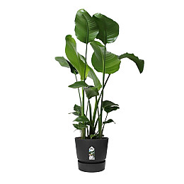 Вазон Elho greenville round графіт 31 л