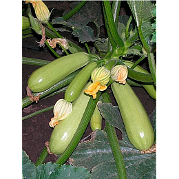 Семена кабачка Seminis Іскандер F1 5 шт (1137297620)