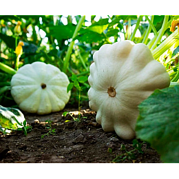 Семена патиссона белого Насіння країни 2 г (1137297622)