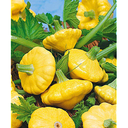Семена патиссона оранжевого Насіння Країни 2 г (1137297623)