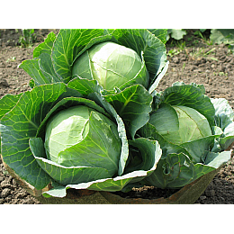 Семена капусти Syngenta Агресор F1 10 шт (1137297628)