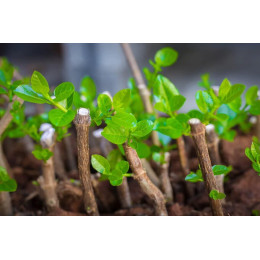 Биостимулятор Valagro Radifarm Plus 25 мл (1137300346)