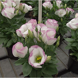 Семена Еустоми GL SEEDS Сапфір Рожева димка 5 шт (2133762667)