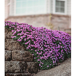 Семена обриетти GL SEEDS Манон 0,1 г (2133788244)