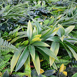 Декоративне покриття Engard "В'юнок" 100х300 см (GC-08)