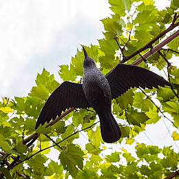 Ворон Chomik для відлякування птахів з крилами 61х44 см Чорний