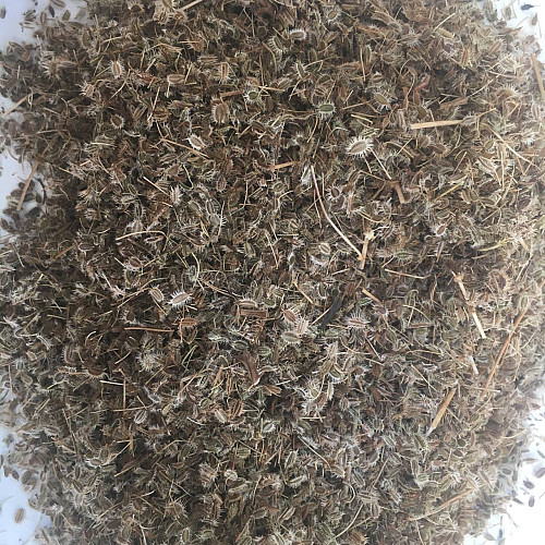Семена дикой моркови Карпати 50 г