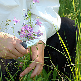 Ніж Morakniv Eldris 59 мм Dusty Blue (13851)