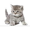 Наклейка 3D UKC в туалет Котик KH-02 29x21 см