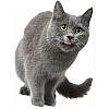 Наклейка 3D UKC в туалет Котик KH-07 29x21 см