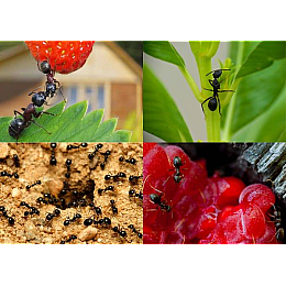 Инсектицид Насіння країни Рембек от муравьев 50 г