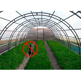 Инсектицид Насіння країни Рембек от муравьев 50 г