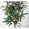 Штучна рослина Engard Olive Tree, 80 см (DW-20)