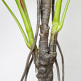 Искусственное растение Engard Monstera, 165 см (DW-22)