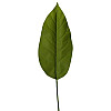 Штучні листя Engard Spathiphyllum 65 см (DW-33)