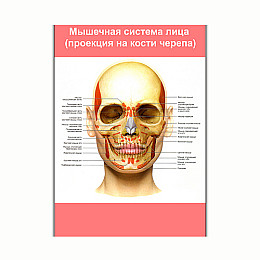 Плакат Vivay М'язова система обличчя (проекція на кістки черепа) А3 (8200)