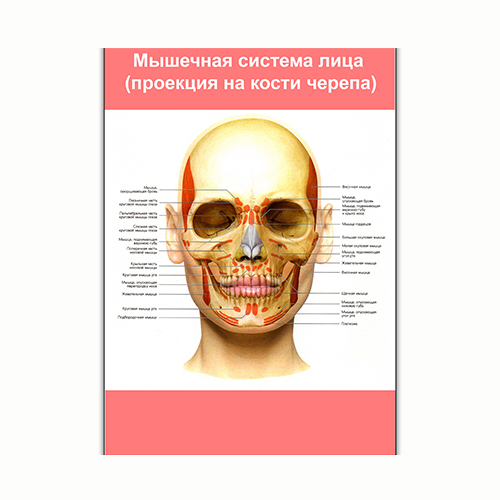 Плакат Vivay М'язова система обличчя (проекція на кістки черепа) А3 (8200)