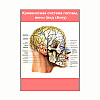 Плакат Vivay Кровеносна система голови вени (вид збоку) А3 (8120)