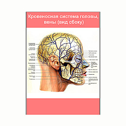 Плакат Vivay Кровеносна система голови вени (вид збоку) А3 (8120)