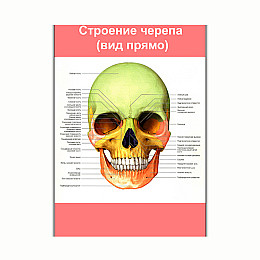 Плакат Vivay Будова черепа (вид спереду) А3 (8160)