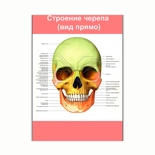 Плакат Vivay Будова черепа (вид спереду) А3 (8160)