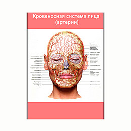 Плакат Vivay Кровеносна система обличчя (артерії) А3 (8192)