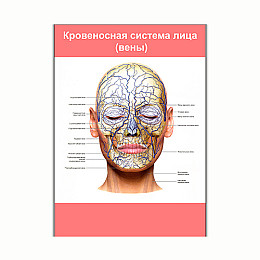 Плакат Vivay Кровеносна система обличчя (вени) А3 (8128)
