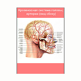 Плакат Vivay Кровоносна система голови, артерії (вид збоку) А3 (8248)