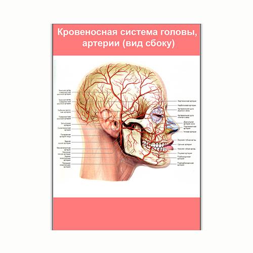 Плакат Vivay Кровоносна система голови, артерії (вид збоку) А3 (8248)